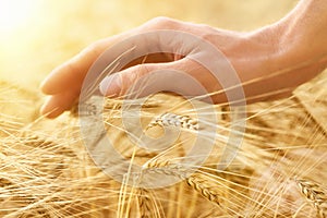 Hand stroking cereal crop