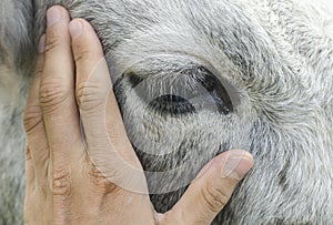 Hand stroking a cow, closeup cow eye