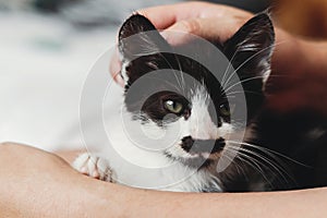 hand stroking cute little kitty, sitting on woman legs in morning light. woman caressing adorable black and white kitten with fun