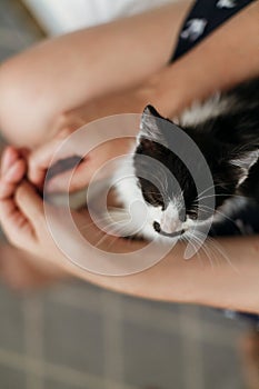 hand stroking cute little kitty, sitting on woman legs in morning light. woman caressing adorable black and white kitten with fun