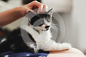 hand stroking cute little kitty, sitting on woman legs in morning light. woman caressing adorable black and white kitten with fun