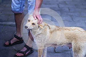 Hand stroking the dog