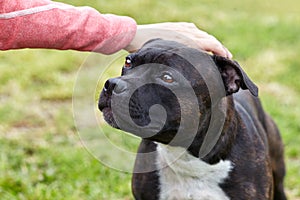 The hand stroking the dog head. Cute dog face looking for person with love and humility. Concept of adopting stray dogs.
