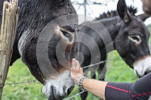 Hand stroking a donkey`s nose