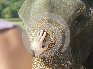 Hand Stroking Elephant's Head