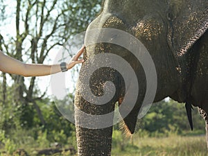 Hand Stroking Elephant's Head