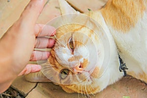 Hand stroking head cat