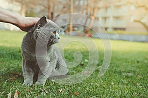 Hand stroking shorthair cat outdoor. With copy space
