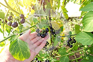 The hand with the Sun berry in the garden. canadian blueberries, bilberry Forte on the Bush in the garden. Solanum Retroflexum.