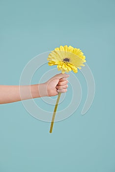 Hand, sunflower and studio for floral plant on blue background or presenting gift, growth or mockup space. Person