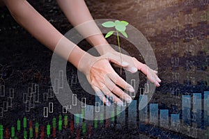 Hand support young sprout tree on soil with graph candlestick chart stock market double exposure. growth plan investment earning