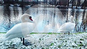 Hand swans pose for photographers in Slupsk