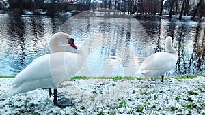 Hand swans pose for photographers in Slupsk photo