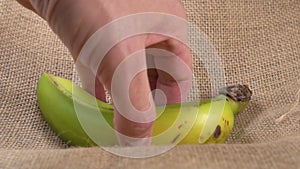 A hand takes a fresh green banana from a rustic sack close up.