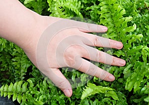 Hand Taking Care of Tassle Ferns in Garden