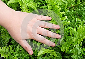 Hand Taking Care of Tassle Ferns in Garden