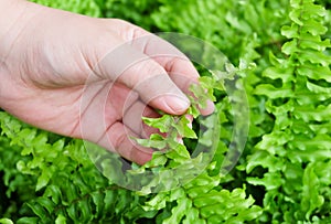 Hand Taking Care of Tassle Ferns in Garden