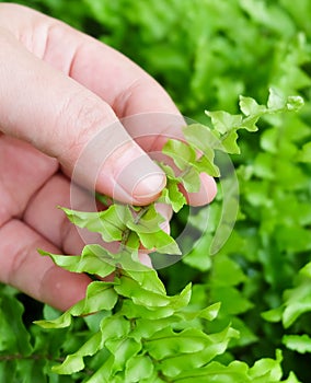 Hand Taking Care of Tassle Ferns in Garden