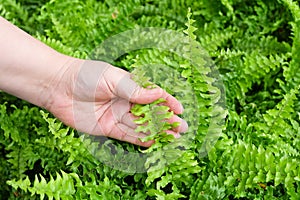 Hand Taking Care of Tassle Ferns in Garden