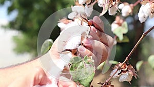 Hand taking cotton from plant ready to harvest.