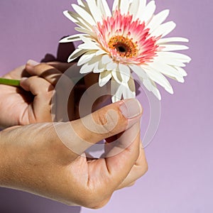 Hand tears off the petals of white gerbera flower on the purple background