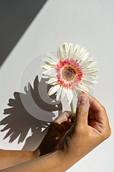 Hand tears off the petals of white gerbera flower on the white background