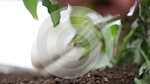 Hand with tools work the soil in vegetable garden of white eggplant