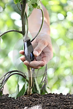 Hand touch eggplant from the plant in vegetable garden, close up