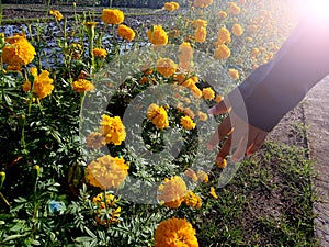 Hand touch flower with the warm sunlight in the garden. Young woman hand feel the light of the sun concept over yellow marigold