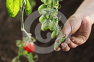 Hand touch green cherry tomatoes plant in vegetable garden