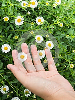 Hand touch on little white Daisy