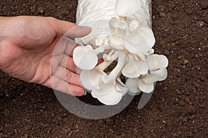 Hand touch Oyster Mushroom or Indian Mushroom