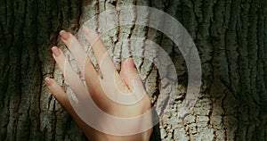 Hand touch the tree trunk. Ecology forest nature concept. Woman touches bark close-up in sunshine. Wood texture.