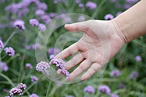 Hand touch verbena flower, adobe rgb