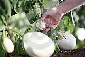 Hand touch white eggplant on plant in vegetable garden