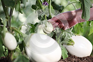 Hand touch white eggplant from the plant in vegetable garden, cl