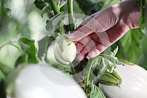 Hand touch white eggplant from the plant in vegetable garden, cl