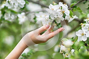 Hand touches a blossoming apple tree branch