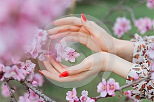 Hand touches a blossoming apple tree branch