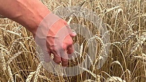 The hand touches the ears of ripe wheat against the background of a blurred grain field. Harvesting cereals from the