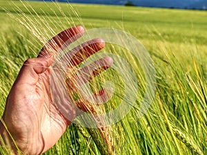 Hand touches ears of rye oats. Green ears with seeds of cereals