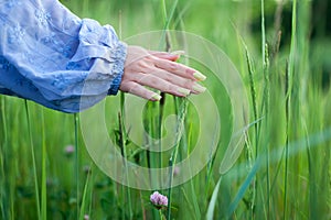 Hand touches the spikelets of cereal plants on a farm field
