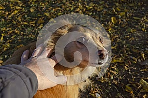 Hand touches the withers of red mixed breed dog photo