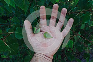 Hand touchin green leaves in the nature