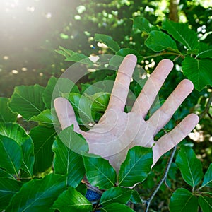 Hand touchin green leaves in the nature