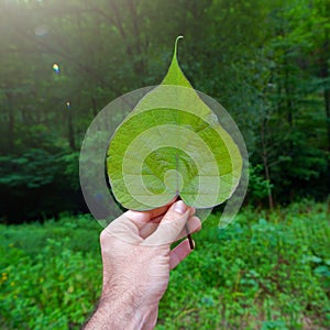 Hand touchin green leaves in the nature