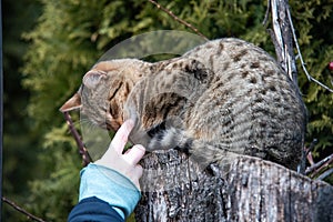 Hand touching the cat sitting on a wood log