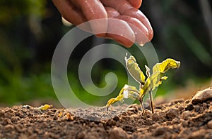 Hand touching is dead plant,Dead plant with drop of water from in the morning light on ground background.