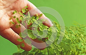 Hand touching delicate green fern leaves