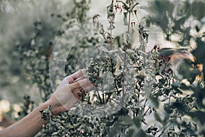 Hand touching the dying tree.